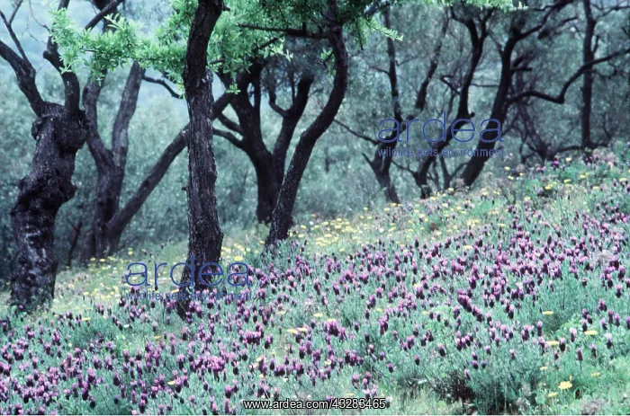 : Lavender - Blue : Lavender - Blue