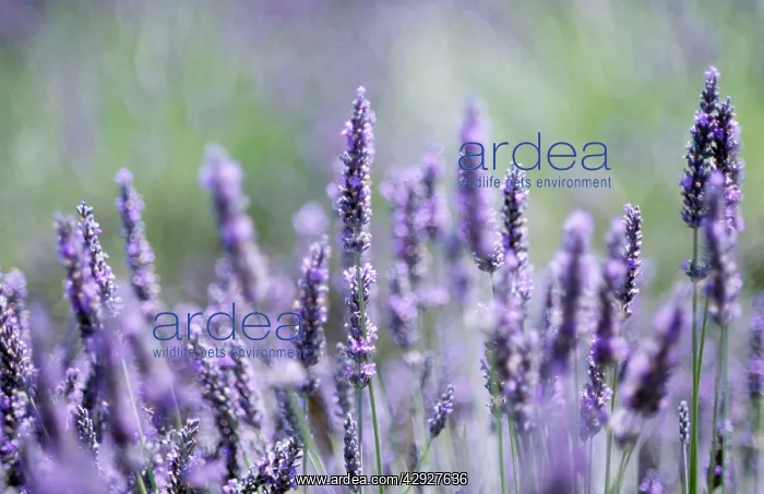  : Lavender - close-up of flowers in field