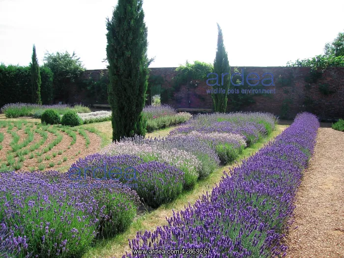  : Lavender Display garden