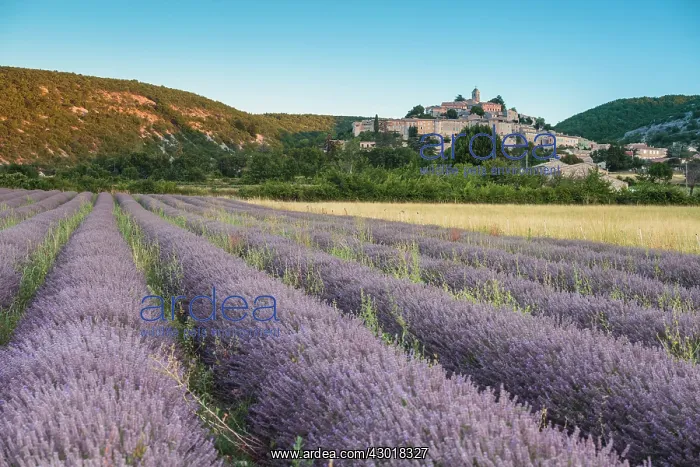 : Lavender Field : Lavender Field
