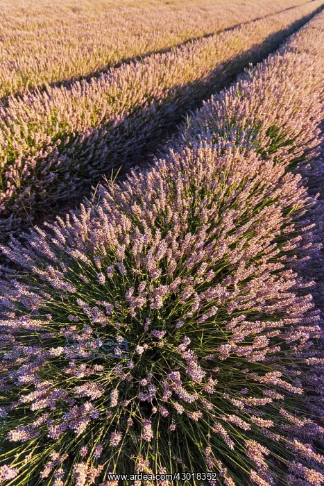 : Lavender Field : Lavender Field