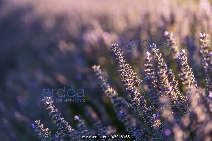 : Lavender Field : Lavender Field