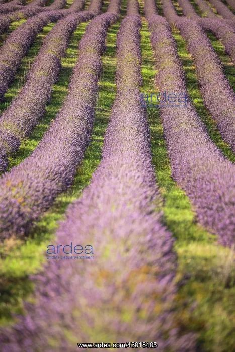 : Lavender Field : Lavender Field