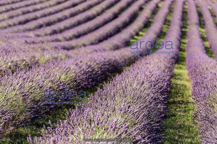 : Lavender Field : Lavender Field