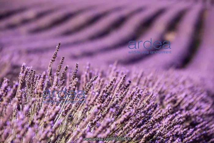 : Lavender Field : Lavender Field