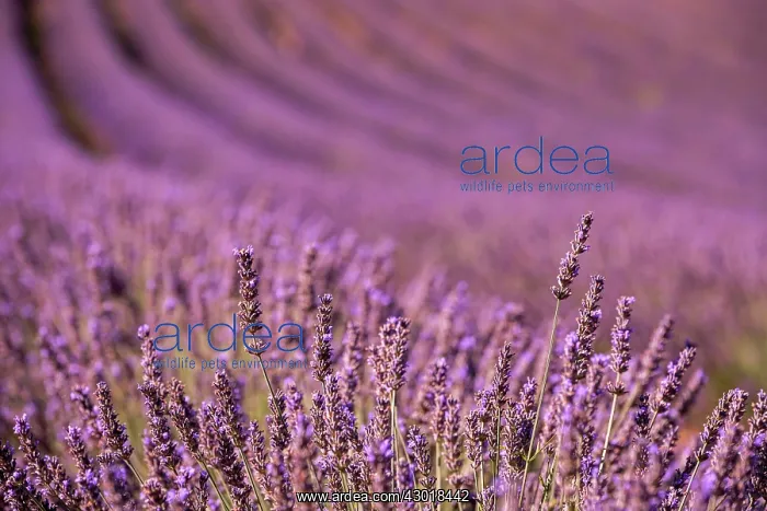 : Lavender Field : Lavender Field