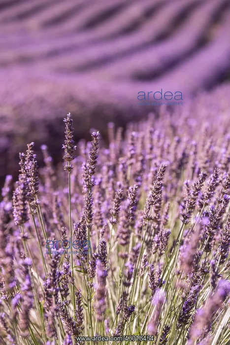  : Lavender Field