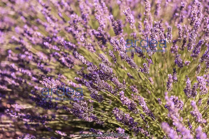 : Lavender Field : Lavender Field