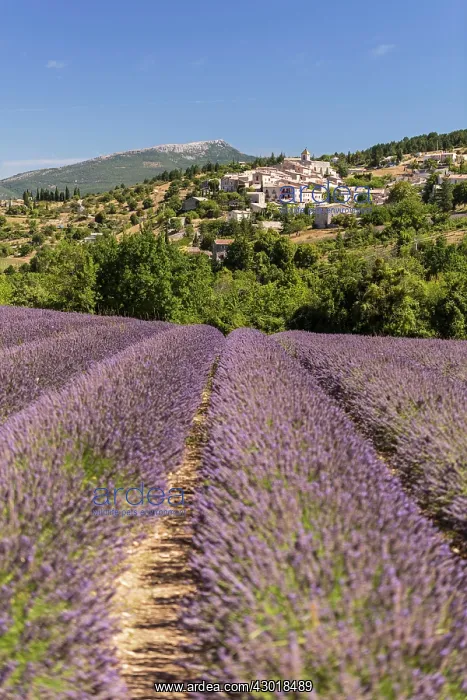 : Lavender Field : Lavender Field