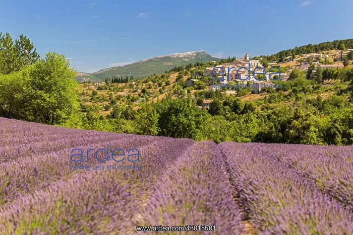 : Lavender Field : Lavender Field