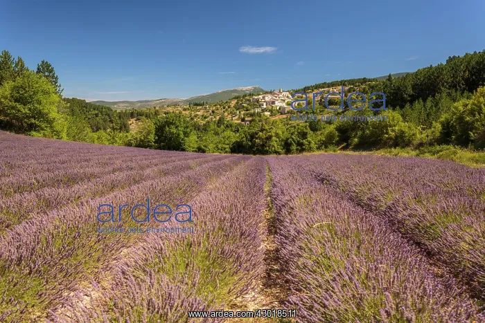 : Lavender Field : Lavender Field