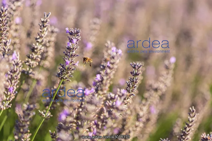 : Lavender Field with Bee : Lavender Field with Bee