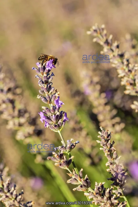 : Lavender Field with Bee : Lavender Field with Bee