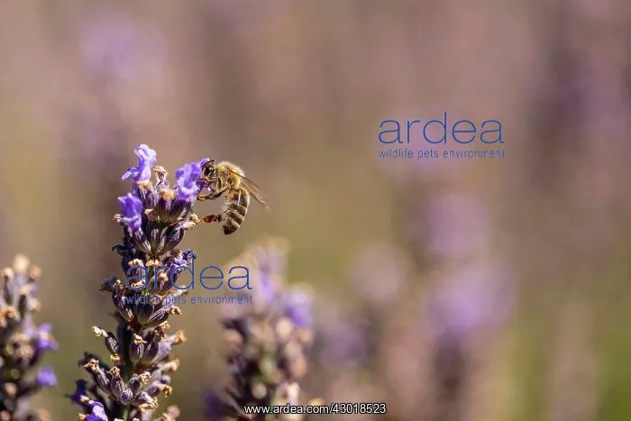 : Lavender Field with Bee : Lavender Field with Bee