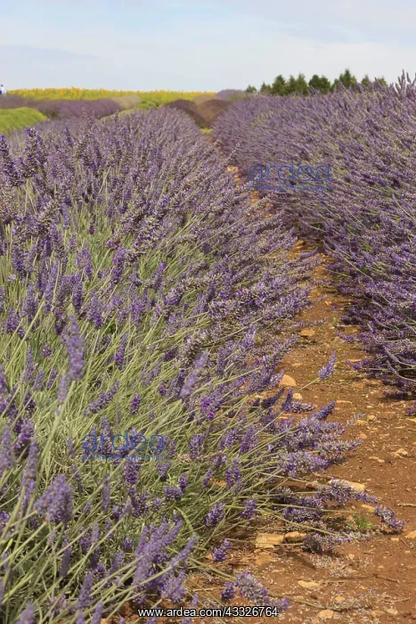 : Lavender field. Cotswolds in Southwestern : Lavender field. Cotswolds in Southwestern