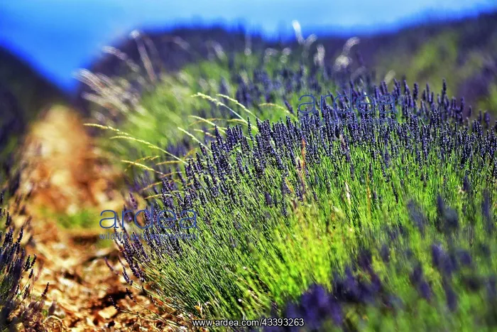 : Lavender field in the evening light, FerrassiA re : Lavender field in the evening light, FerrassiA re