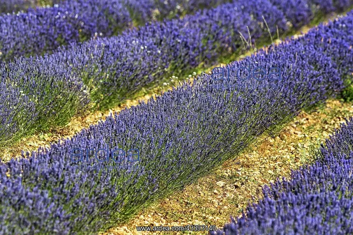 : Lavender field, growing lavender in rows, Ferras : Lavender field, growing lavender in rows, Ferras