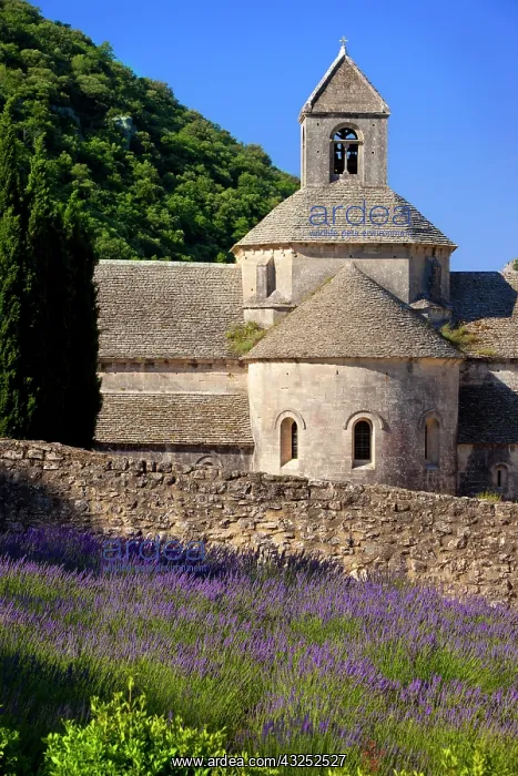 : Lavender field below the historic Abbaye : Lavender field below the historic Abbaye