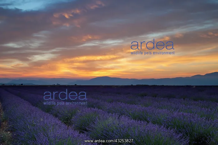 : Lavender field Just before dawn near Valensole : Lavender field Just before dawn near Valensole
