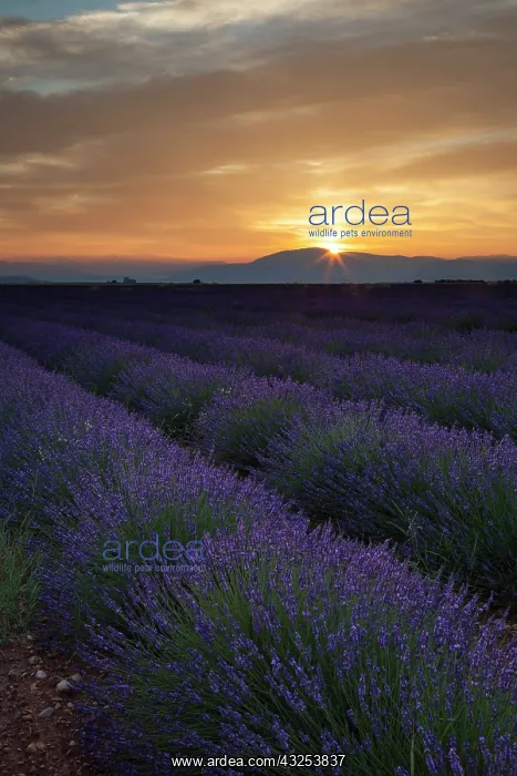 : Lavender field Just before dawn near Valensole : Lavender field Just before dawn near Valensole
