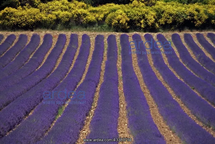 : Lavender field near Aurel, France, Lavender field : Lavender field near Aurel, France, Lavender field