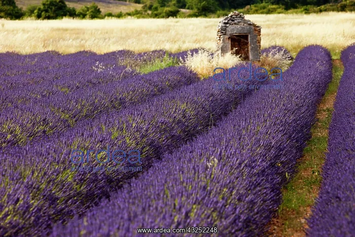 : Lavender field near Simiane-la-Rotonde : Lavender field near Simiane-la-Rotonde