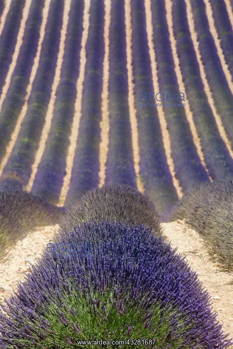 : Lavender Field, Plateau de Valensole, Valensole : Lavender Field, Plateau de Valensole, Valensole