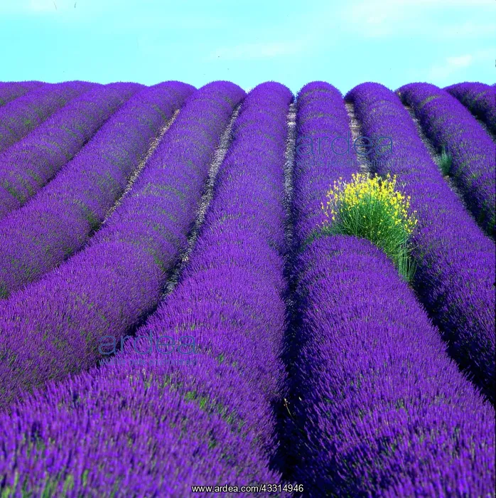 : Lavender field, Provence : Lavender field, Provence