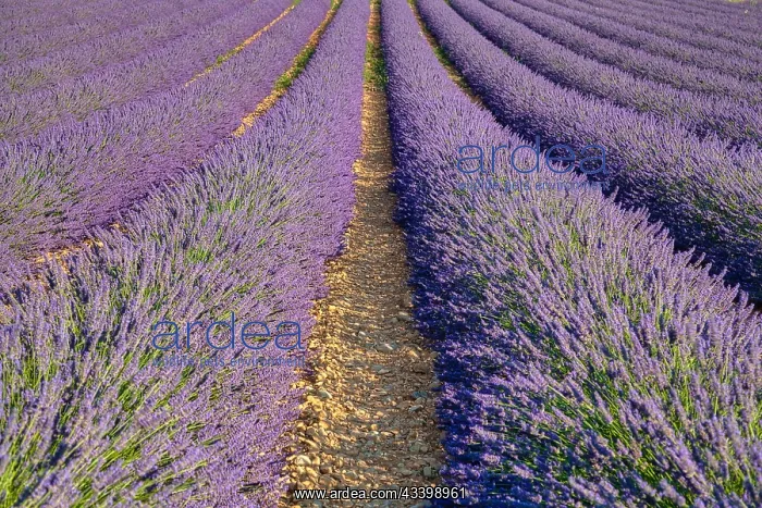 : Lavender field, Provence-Alpes-Caete d'Azur region : Lavender field, Provence-Alpes-Caete d'Azur region