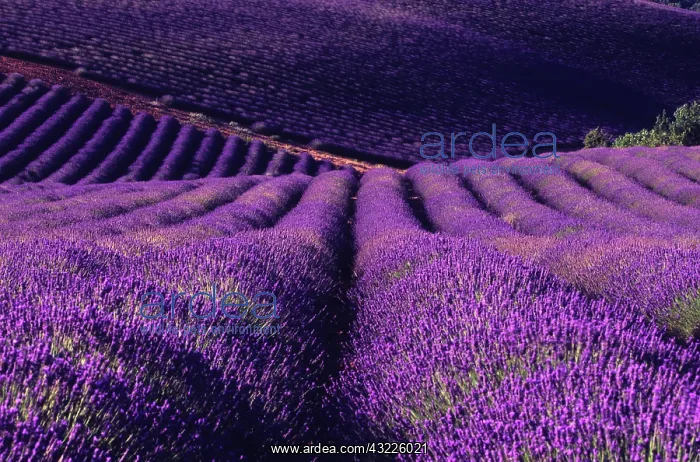 : Lavender field, Puimoisson, Provence, France, Europe : Lavender field, Puimoisson, Provence, France, Europe