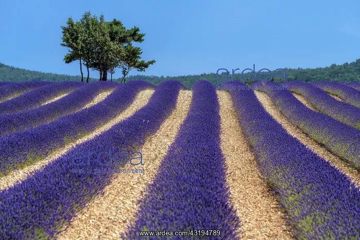: Lavender field on the Sault plateau, Spectacular : Lavender field on the Sault plateau, Spectacular