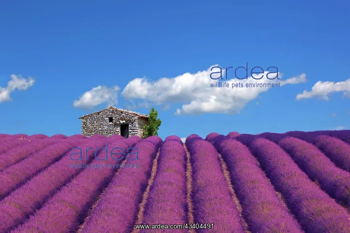 : Lavender field with sheepfold in Sault, Provence : Lavender field with sheepfold in Sault, Provence