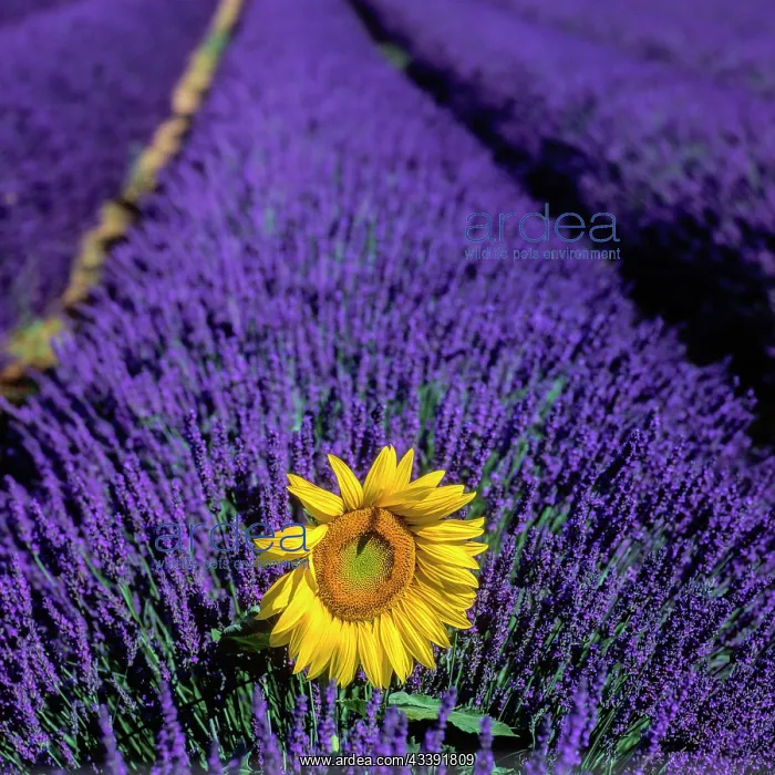 : Lavender field with sunflower on the Palteau de : Lavender field with sunflower on the Palteau de
