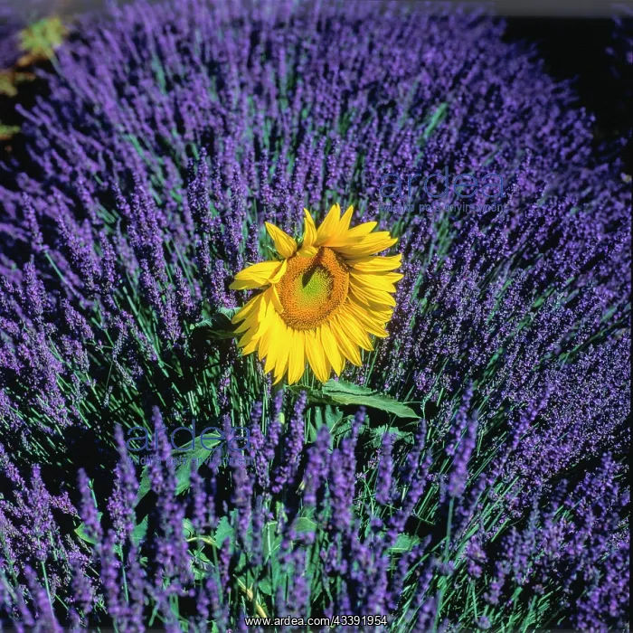 : Lavender field with sunflower on the Palteau de : Lavender field with sunflower on the Palteau de