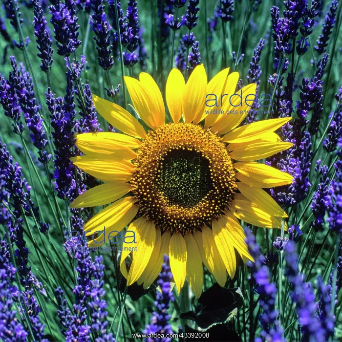 : Lavender field with sunflower on the Palteau de : Lavender field with sunflower on the Palteau de