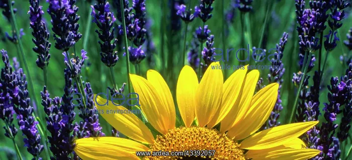 : Lavender field with sunflower on the Palteau de : Lavender field with sunflower on the Palteau de