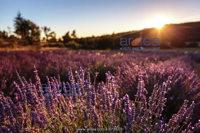 : Lavender Field at sunset : Lavender Field at sunset