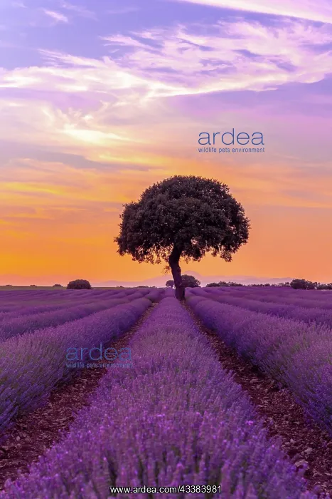 : Lavender field at sunset, Brihuega. Guadalajara : Lavender field at sunset, Brihuega. Guadalajara
