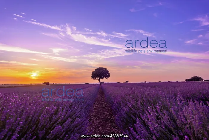 : Lavender field at sunset with purple flowers, Brihuega : Lavender field at sunset with purple flowers, Brihuega