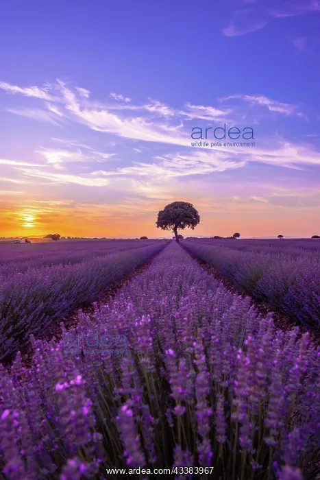 : Lavender field at sunset with purple flowers, Brihuega : Lavender field at sunset with purple flowers, Brihuega