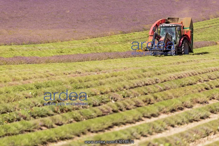  : Lavender Field tractor harvesting lavender