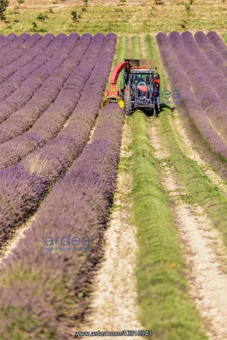: Lavender Field tractor harvesting lavender : Lavender Field tractor harvesting lavender