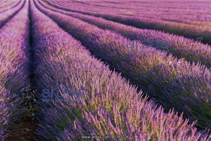 : Lavender fields in bloom in Provence. Valensole : Lavender fields in bloom in Provence. Valensole