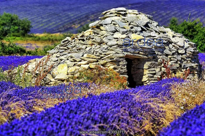 : Lavender fields with borie, typical Provenial st : Lavender fields with borie, typical Provenial st