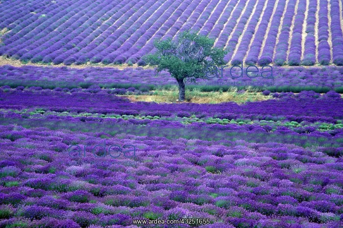  : Lavender fields, Vence, Provence, France