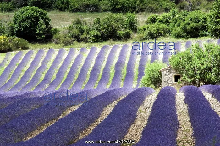 : Lavender flowers in row, Sault, Vaucluse, France : Lavender flowers in row, Sault, Vaucluse, France