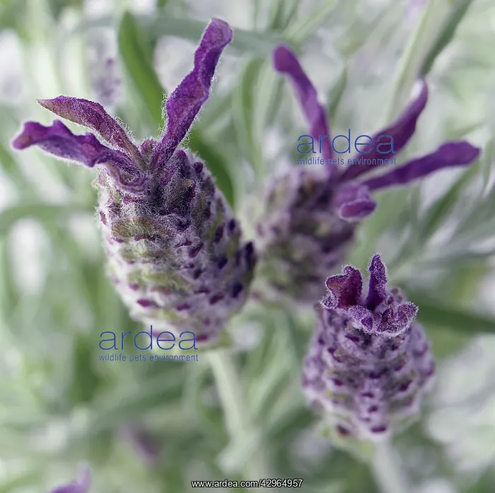 : Lavender, French lavender : Lavender, French lavender
