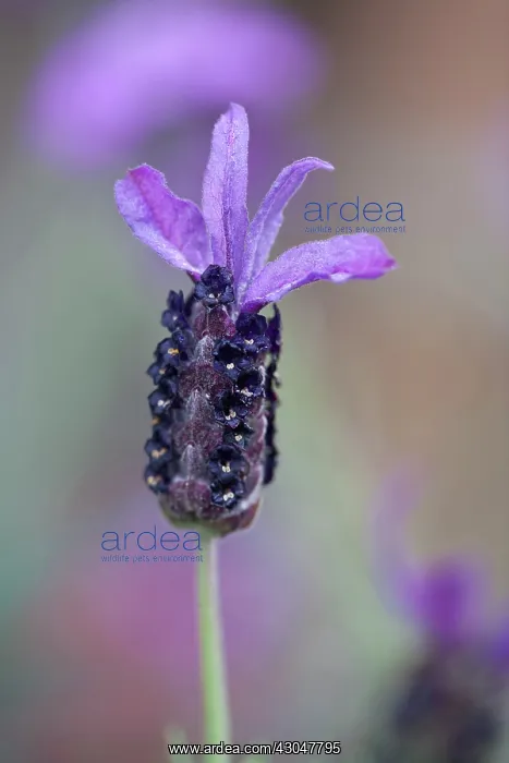 : Lavender, French lavender : Lavender, French lavender