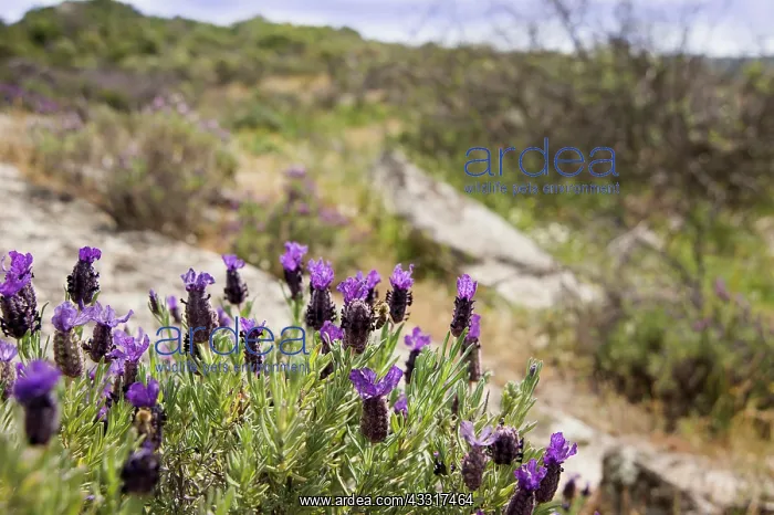 : Lavender, French lavender, Lavandula stoechas, growing : Lavender, French lavender, Lavandula stoechas, growing