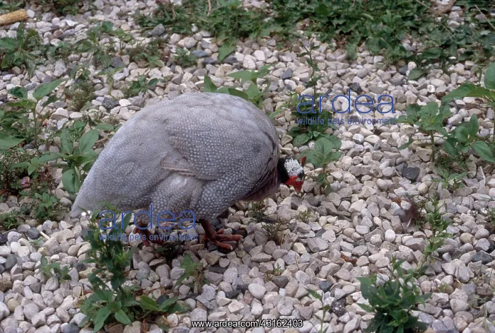 : Lavender Guinea Fowl : Lavender Guinea Fowl